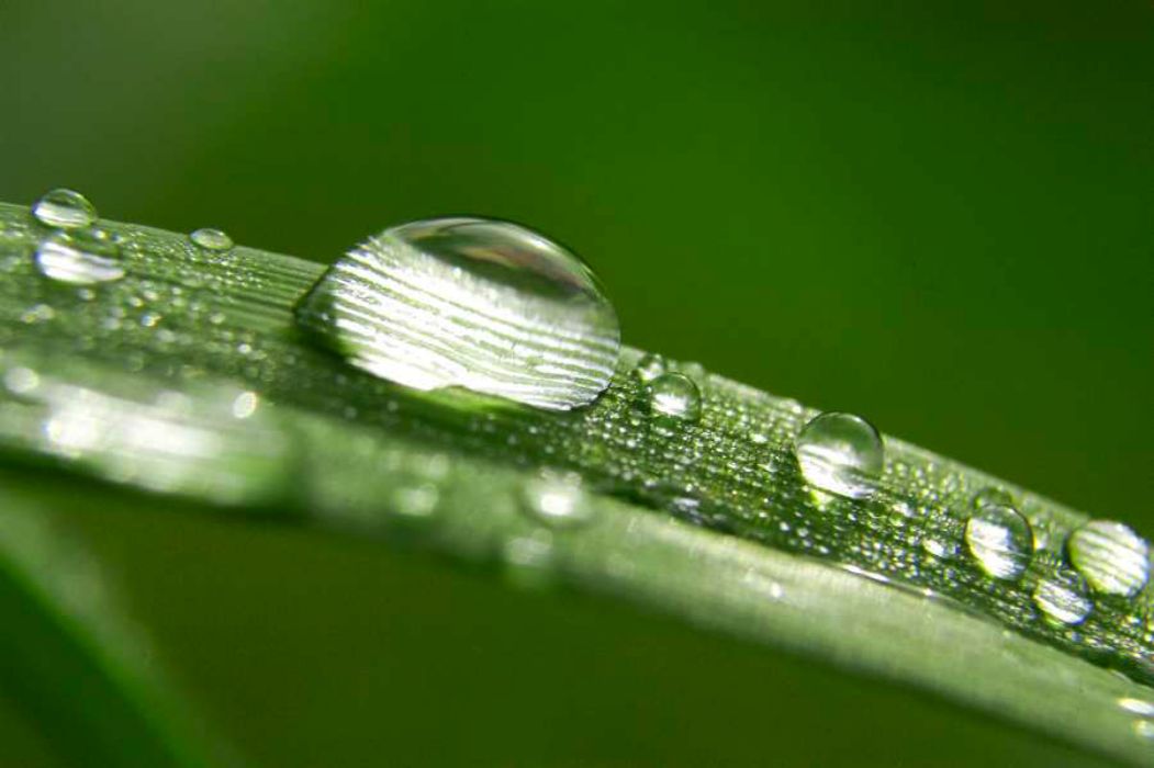 Nom de l'image : EG-Nat-196_(c)Norbert-JUNG — Description :